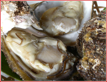 天然岩牡蠣（岩がき）