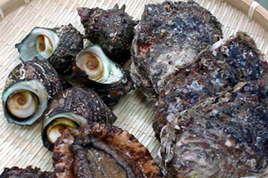 日本海の魚貝