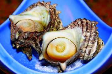 栄養豊富なサザエ