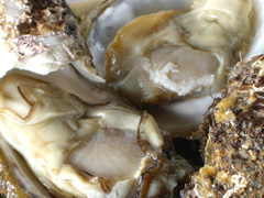 天然 岩牡蠣