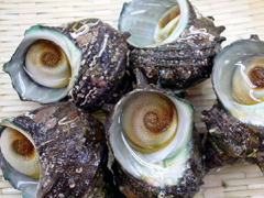 天然 岩牡蠣