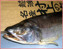 塩引き鮭 1本物 4kg台